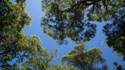 Bosques de Bellavista